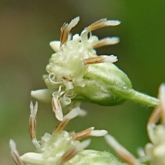Baccharis anomala