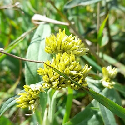 Achyrocline satureioides — flower