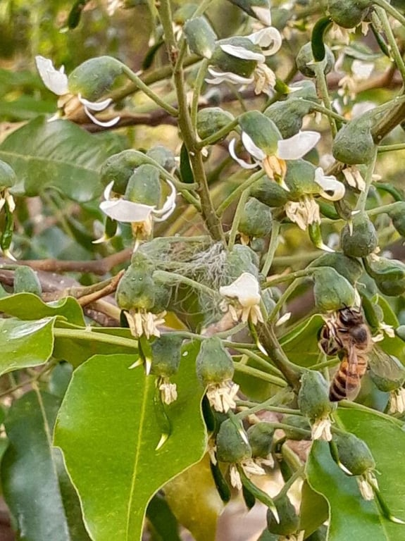 Myroxylon peruiferum