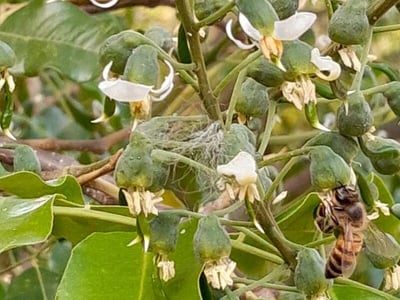 Myroxylon peruiferum