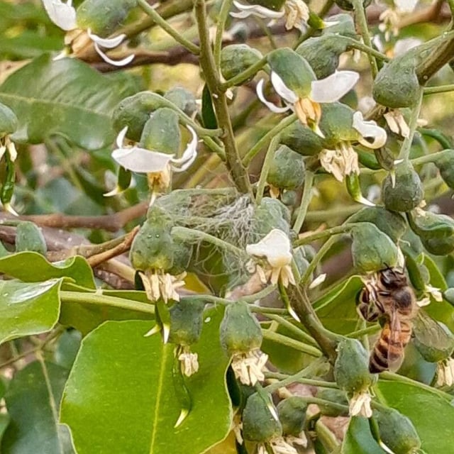 Myroxylon peruiferum