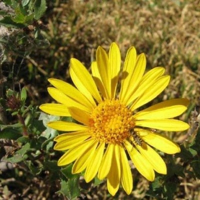 Grindelia hirsutula — flower