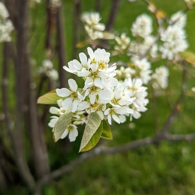 Amelanchier spicata — flower