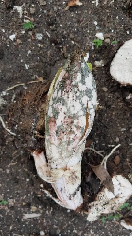 Telinga-potato