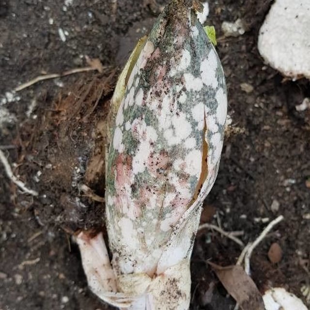 Telinga-potato