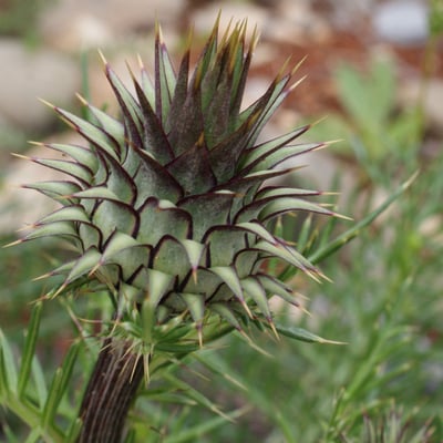 Cynara humilis — flower
