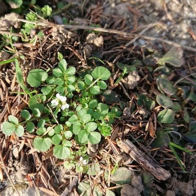 Cardamine hirsuta — flower