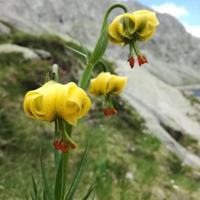 Lilium pyrenaicum — flower