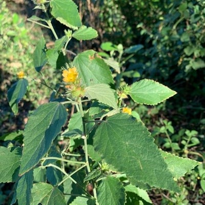 Malvastrum americanum — flower