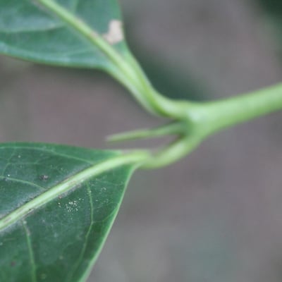 Faramea occidentalis — leaf