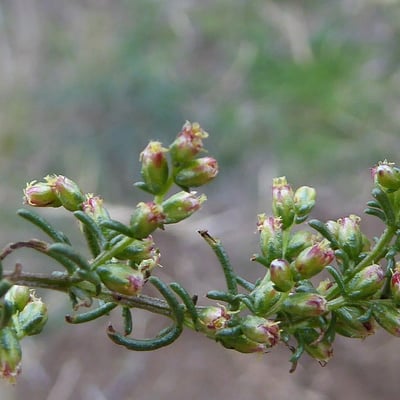 Artemisia campestris — flower