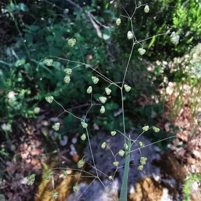 Briza minor — flower