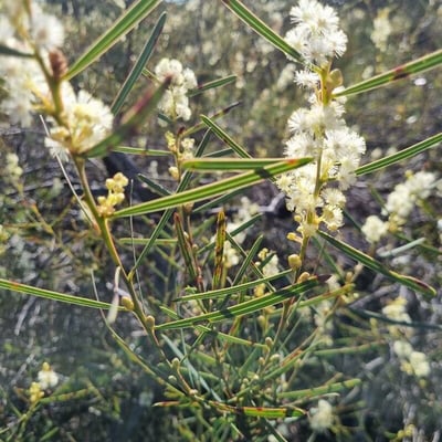 Acacia suaveolens — flower