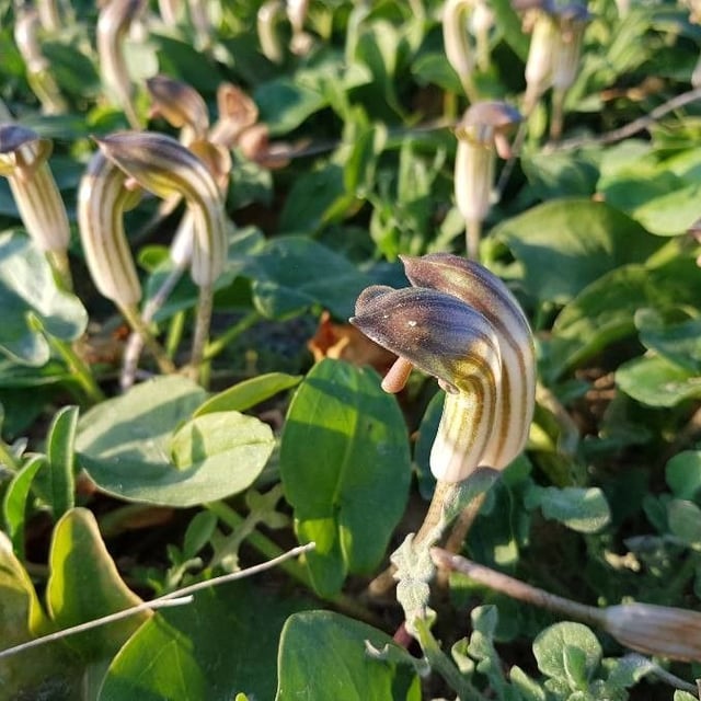 Arisarum vulgare — flower