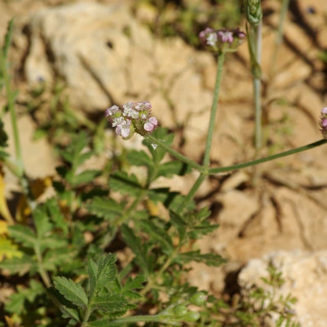 Turgenia latifolia — flower