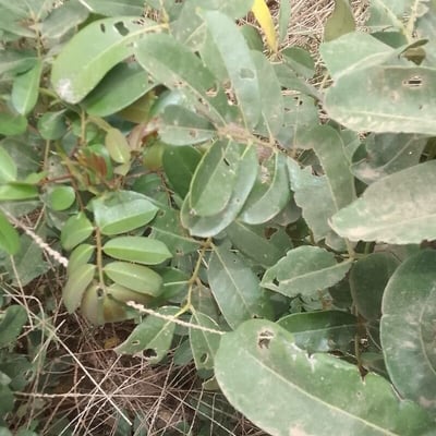 Zanthoxylum zanthoxyloides — leaf