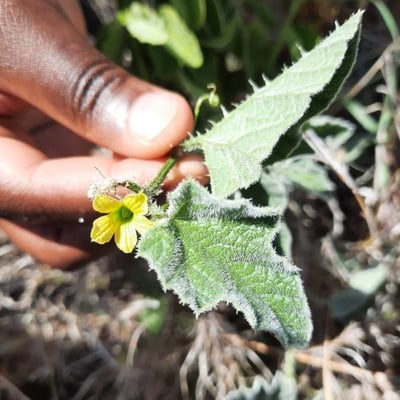 Cucumis prophetarum — flower