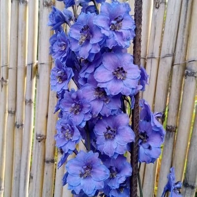 Delphinium elatum — flower