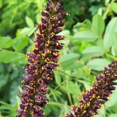Amorpha fruticosa — flower