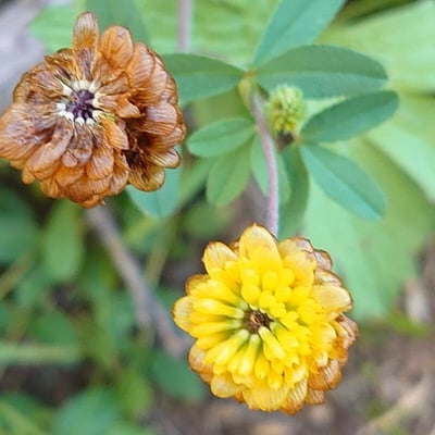 Trifolium badium — flower