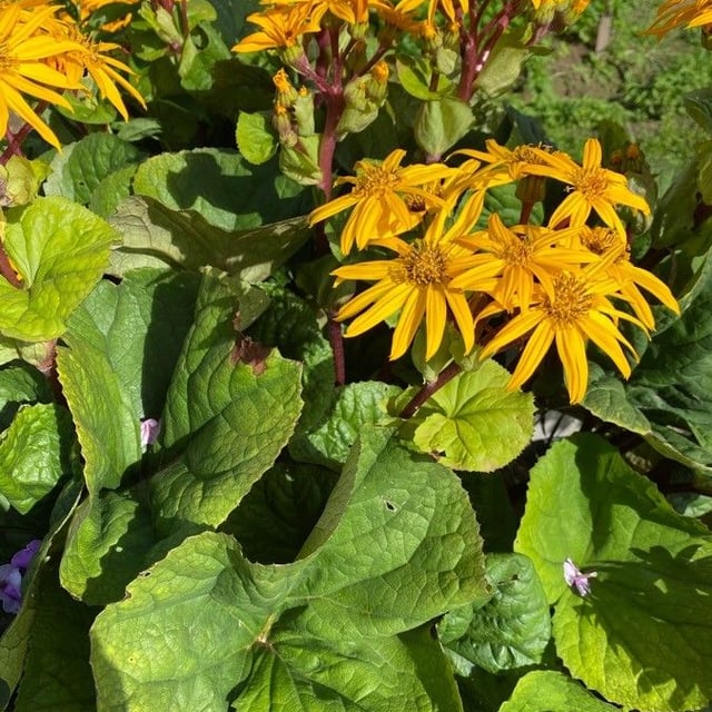 Ligularia sibirica — flower