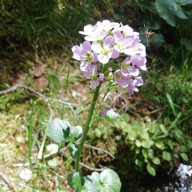 Cardamine raphanifolia — flower