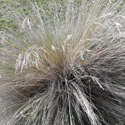 Poa labillardierei — flower