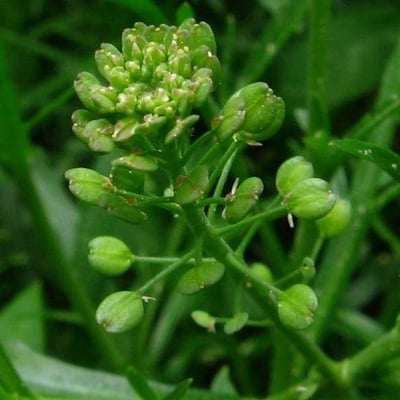 Lepidium ruderale — flower