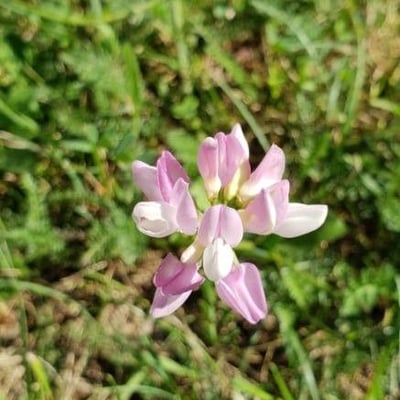Astragalus alpinus — flower