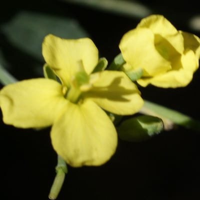 Conringia orientalis — flower