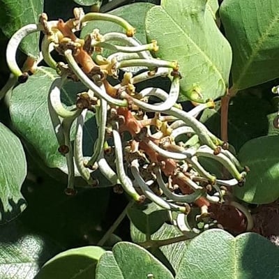 Ceratonia siliqua — flower