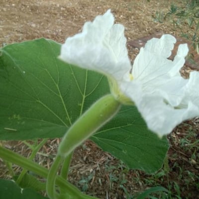 Lagenaria siceraria — flower