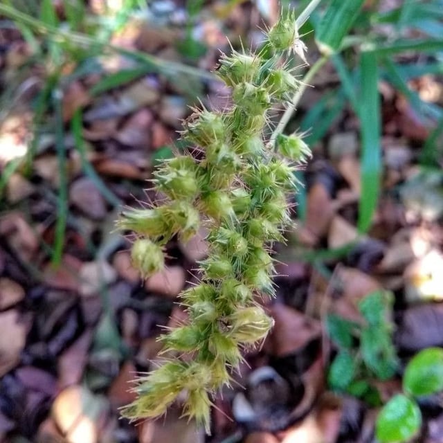 Cenchrus echinatus — flower