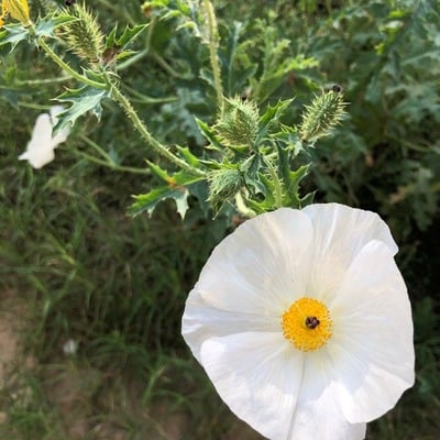 Argemone albiflora — flower