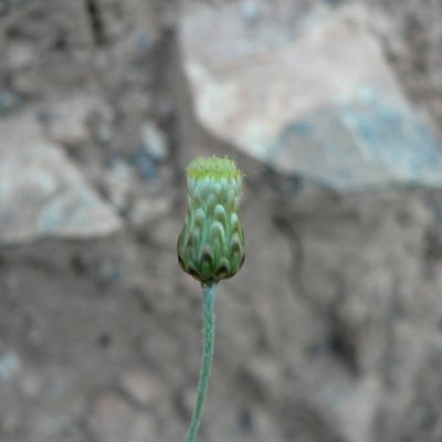 Phagnalon rupestre — flower