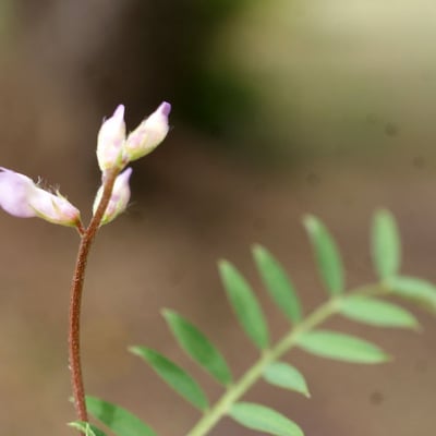 Vicia disperma — flower
