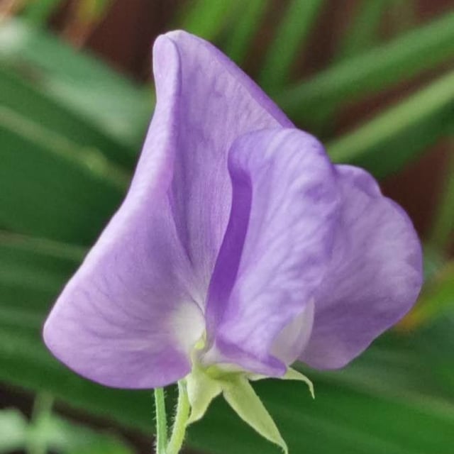 Lathyrus hirsutus — flower