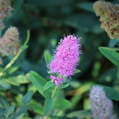 Spiraea salicifolia — flower