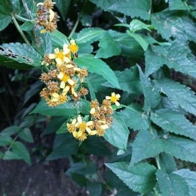 Calea urticifolia — flower