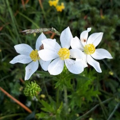 Anemone narcissiflora — flower