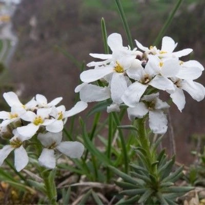 Iberis saxatilis — flower