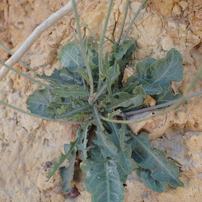 Launaea intybacea — leaf