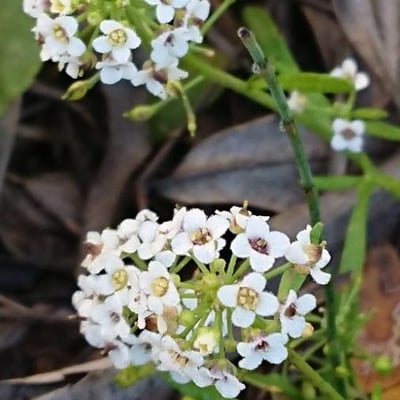 Lobularia maritima — flower