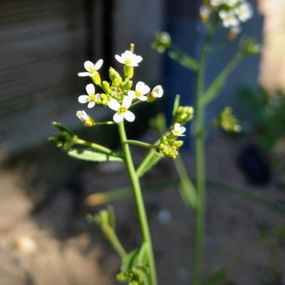 Arabidopsis thaliana — flower