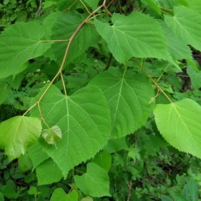 Tilia amurensis — leaf