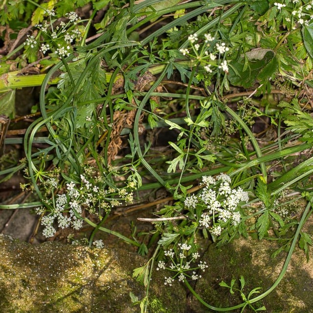 Oenanthe aquatica — flower