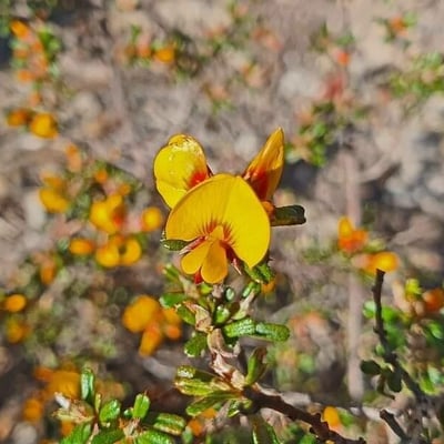 Aotus ericoides — flower