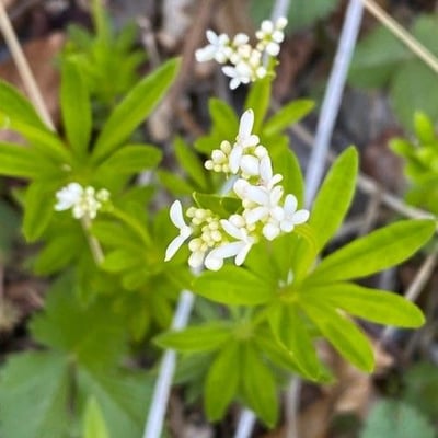Galium odoratum — flower