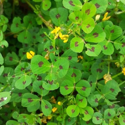 Medicago arabica — flower