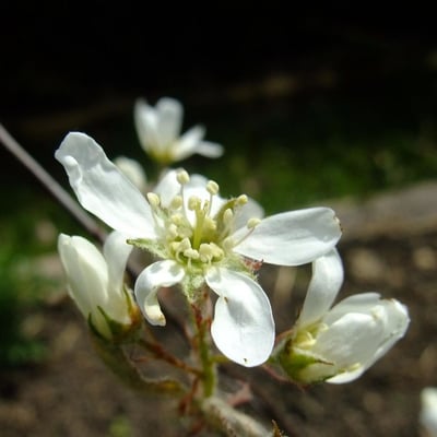 Amelanchier arborea — flower